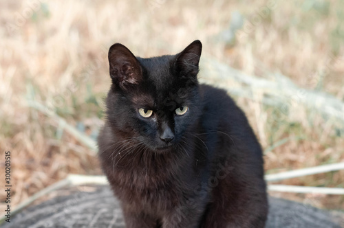 cute homeless black cat with sad eyes sitting and looking away on gass outside