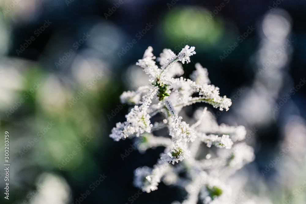 Autumn capsella in frost needles. Sunny morning rime. Autumn capsella in frost needles. Sunny morning rime.