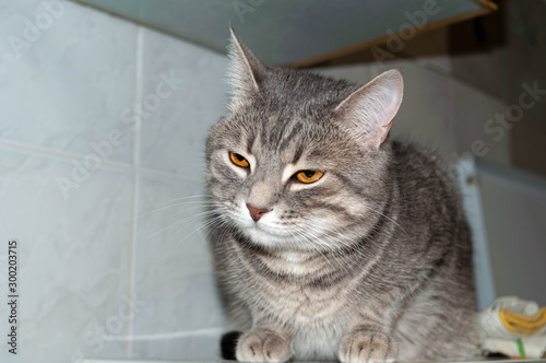 cute strepped grey tabby cat with orange eyes looking away near textured wall in kitchen