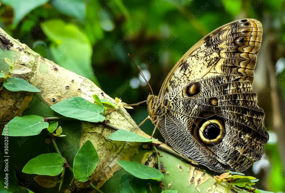 Obraz premium Close up of a large Rainforest Giant Owl butterfly (Caligo Memnon) with eyespots resting on a branch with bokeh foliage background.