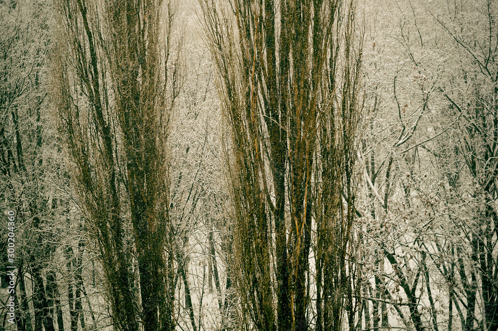Winter urban frosty landscape - snow covered trees on foggy background Winter urban frosty landscape - snow covered trees on foggy background
