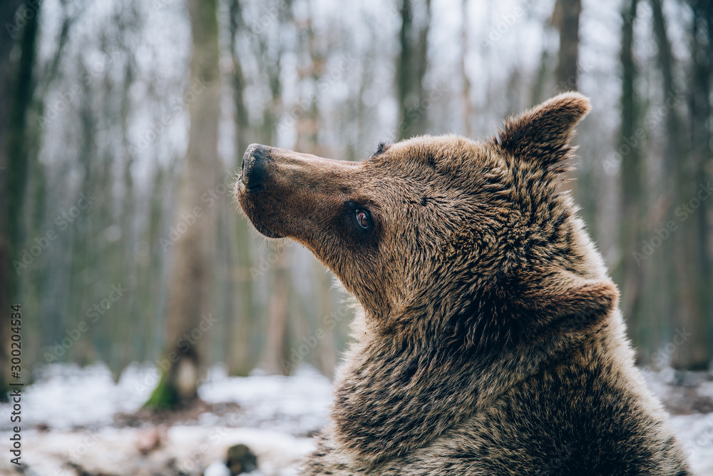 Obraz premium Portrait of a beautiful brown bear in the forest