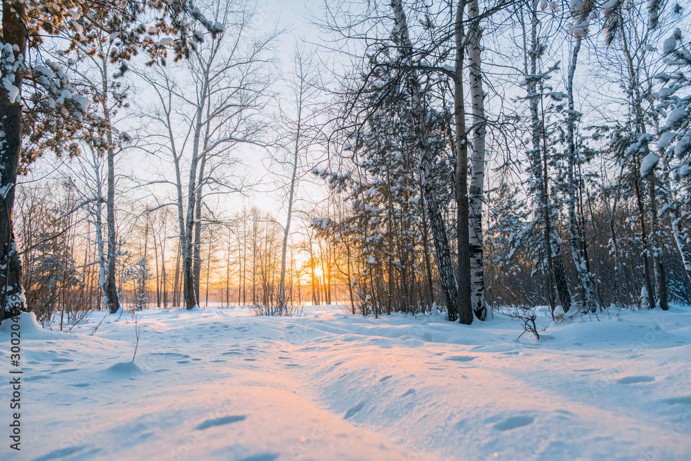 Snow sparkles in the sun. Fabulous landscape of winter forest. Frosty Sunny day in the forest. Snow sparkles in the sun. Fabulous landscape of winter forest. Frosty Sunny day in the forest.