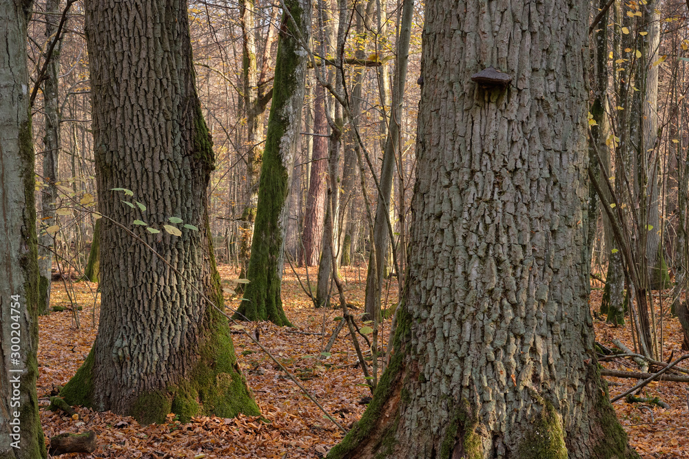 Autumnal deciduous tree stand with old english oaks Autumnal deciduous tree stand with old english oaks