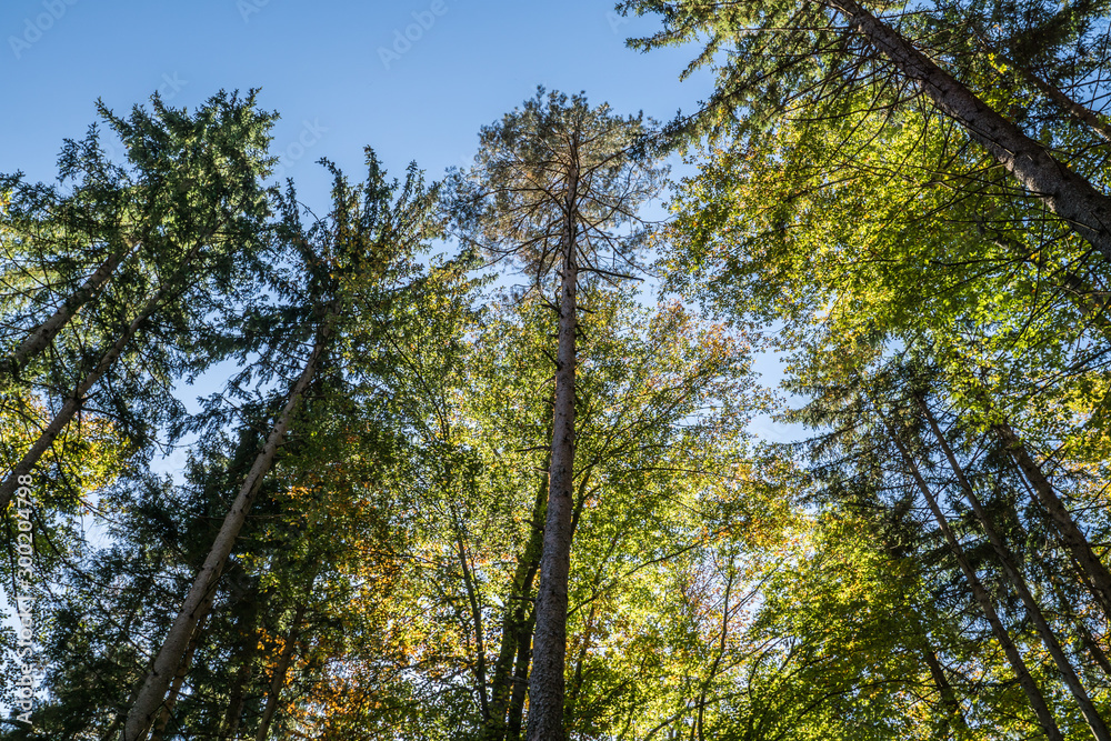 Herbstlicher Wald Herbstlicher Wald