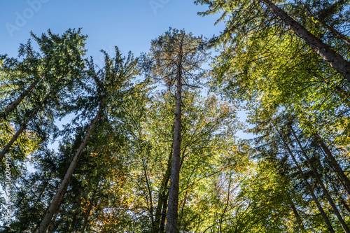 Herbstlicher Wald