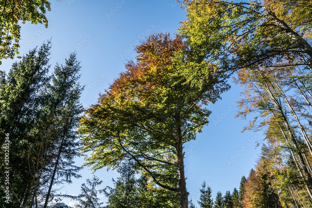 Herbstlicher Wald Herbstlicher Wald