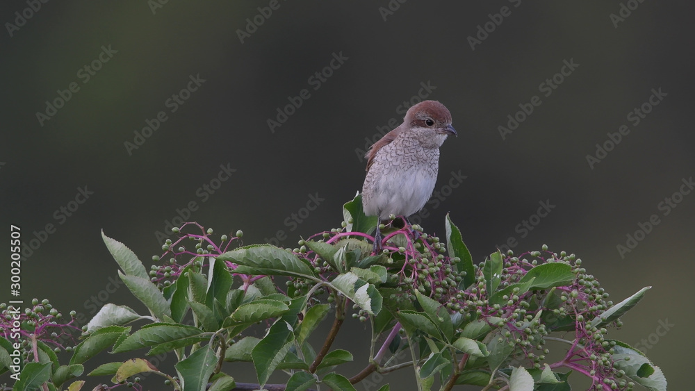Der Neuntöter ist in der Eifel unterwegs