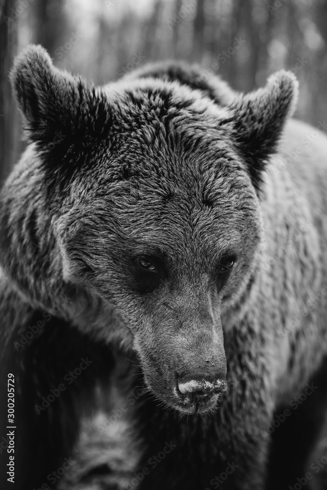 Portrait of a beautiful brown bear in the forest Portrait of a beautiful brown bear in the forest