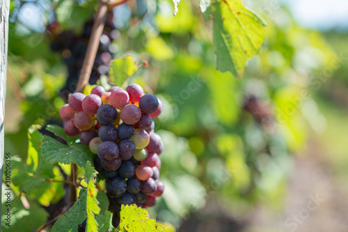 red grapes on the vine