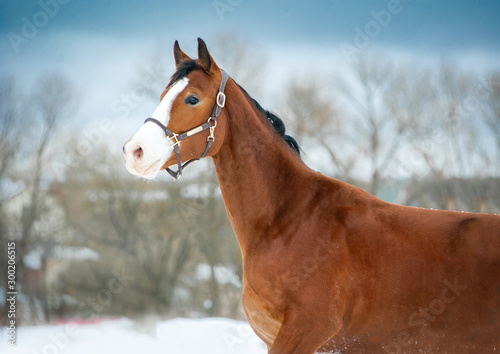 Fotografi bay holsteiner horse portrait in briddle on sky background