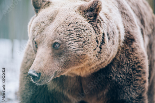 Portrait of a beautiful brown bear in the forest