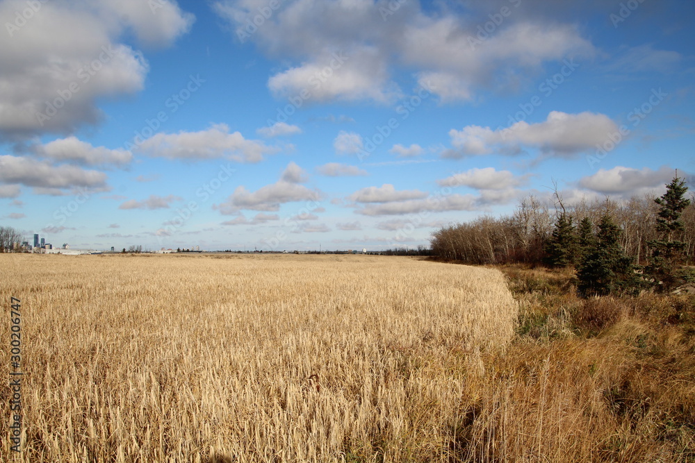Edge Of The Wheat Field, Pylypow Wetlands, Edmonton, Alberta Edge Of The Wheat Field, Pylypow Wetlands, Edmonton, Alberta