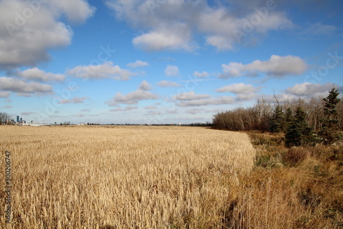Edge Of The Wheat Field, Pylypow Wetlands, Edmonton, Alberta
