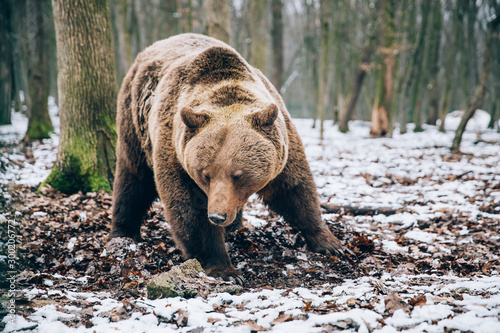 Portrait of a beautiful brown bear in the forest