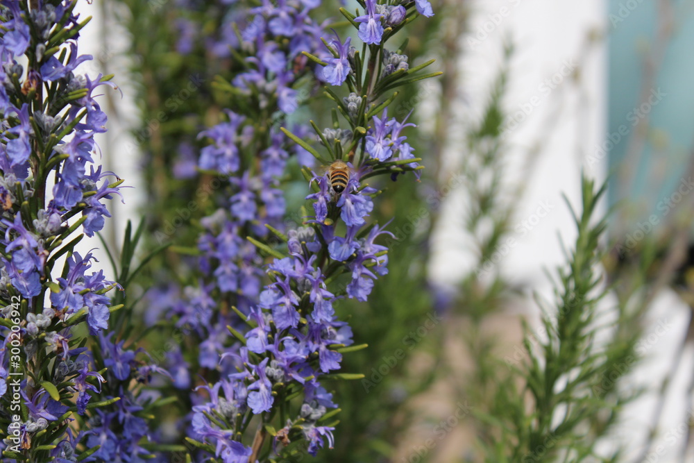 Obraz premium Wildbiene auf Rosmarinblüte