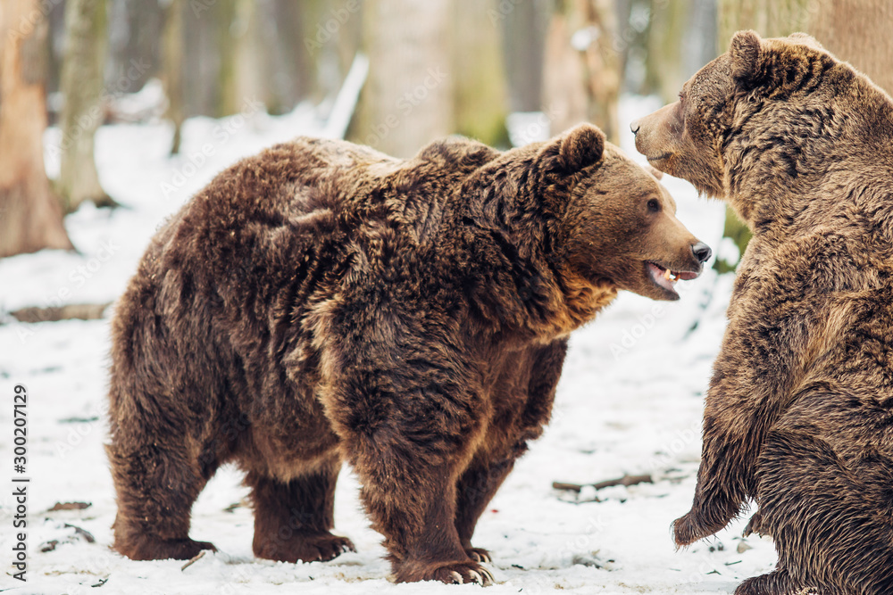 Obraz premium Brown bear fight in the forest