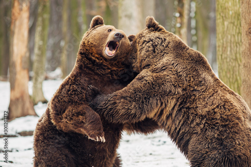 Fototapete Brown bear fight in the forest