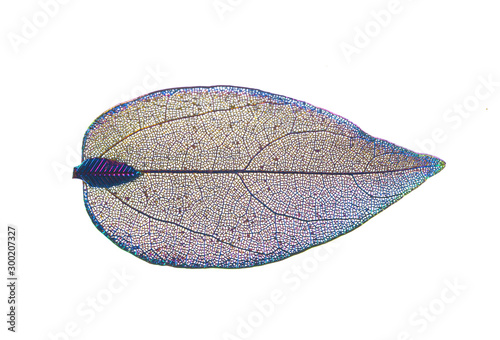 transparent decorative leaves, leaf skeleton isolated on white background