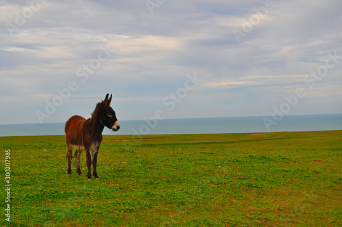 burro solitario en el prado
