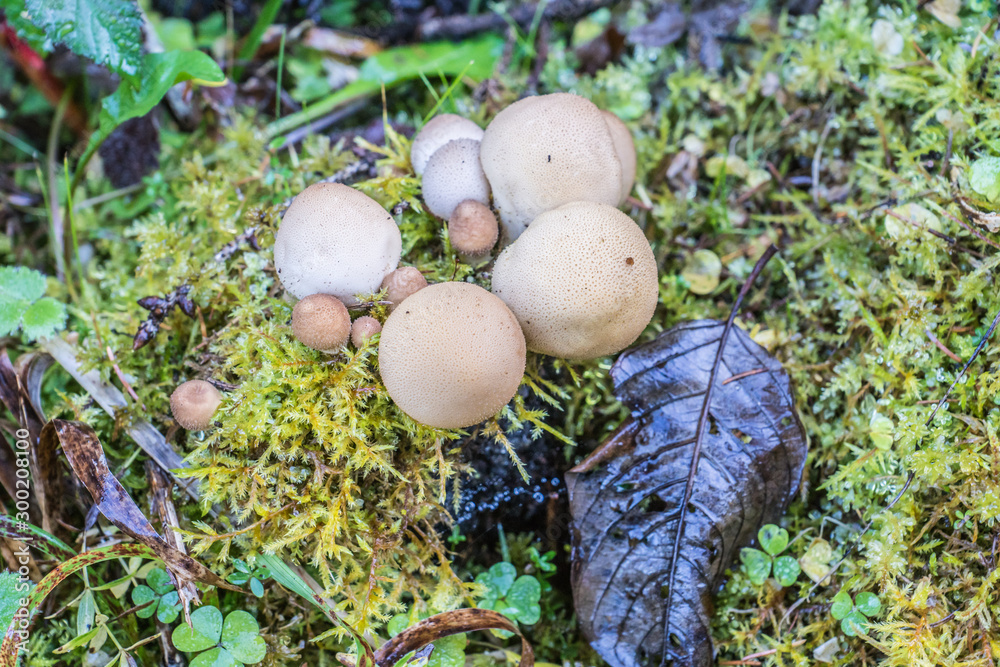 Kleine Pilze Kleine Pilze