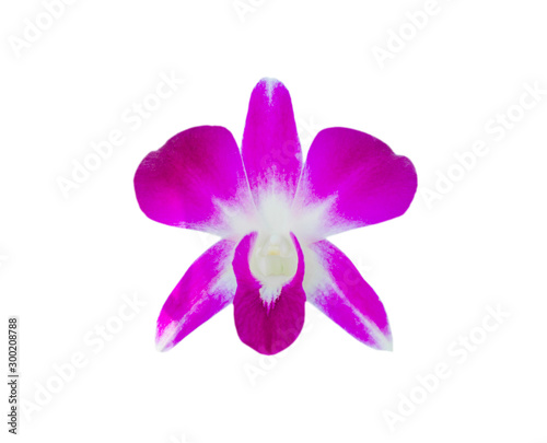 Close-up Pink Orchid isolated on the white background with clipping path