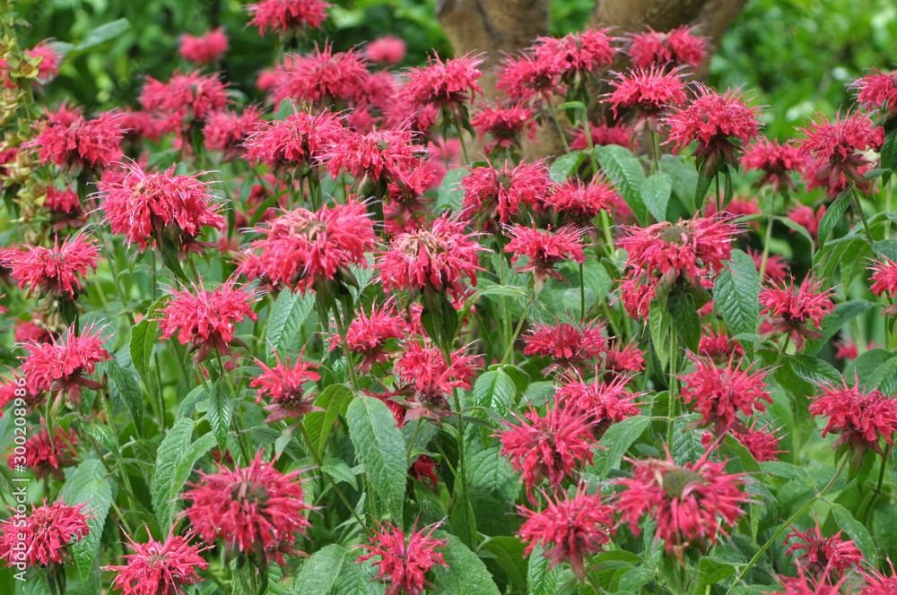 In the garden it blooms Monarda didyma