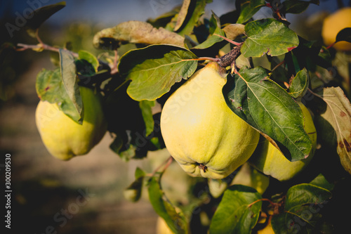 Tableau sur toile Fresh ripe quince hanging on a branch in the orchard
