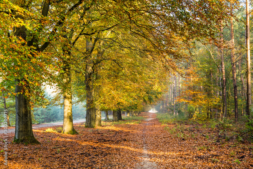 Autumn colors in Nature reserve Planken Wambuis at the Veluwe in Gelderland in the Netherlands