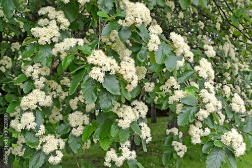 The abundant flowering of Swedish ripple (Sorbus intermedia (Ehrh.) Pers.). Spring