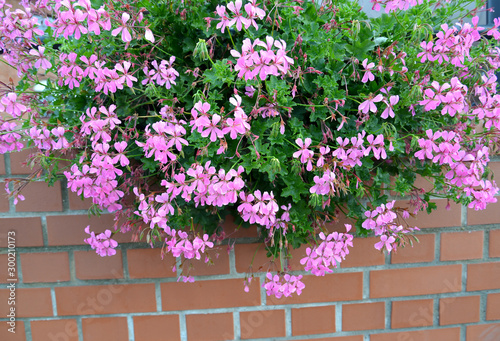 Flowering pelargonia is ivy-like (Pelargonium peltatum (L.) L 'Her. Ex Ait.) against the background of a brick wall photo