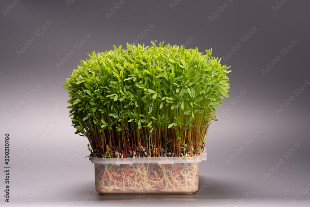 young microgreen vegetable green. A microgreen - Sprouts in plastic box. raw sprout vegetables germinated from plant seeds. young microgreen vegetable green. A microgreen - Sprouts in plastic box. raw sprout vegetables germinated from plant seeds.