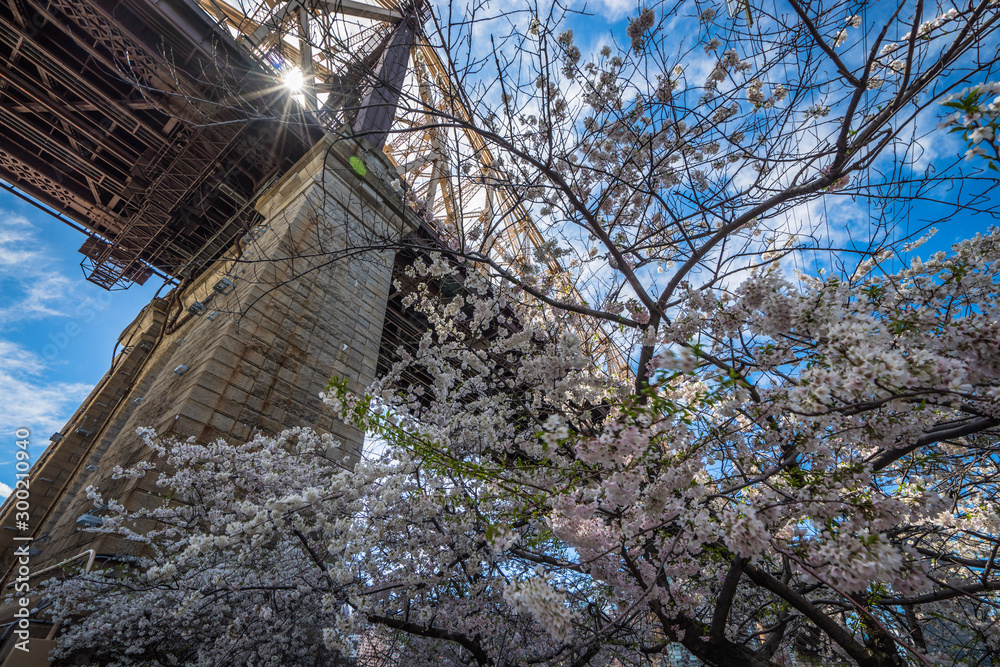 spring blossom tree in front of a bridge spring blossom tree in front of a bridge