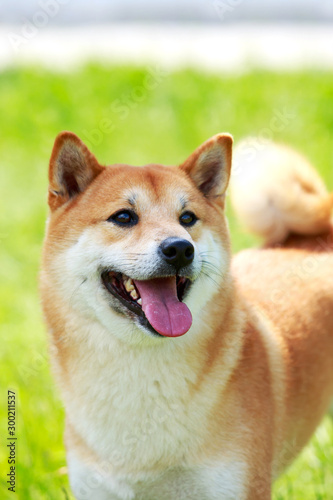 The dog breed Shiba inu © deviddo