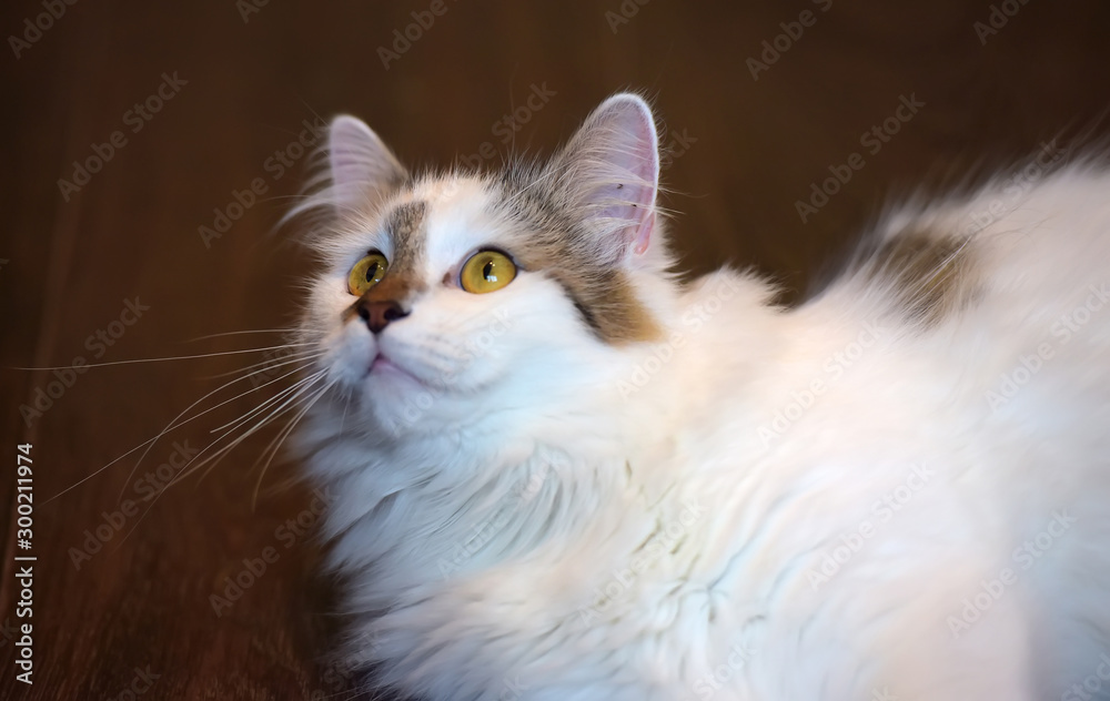 beautiful cute fluffy white cat with a spot