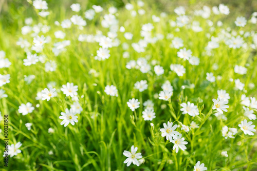 Stellaria holostea. Wild white spring flowers in grass