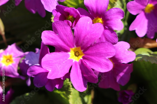  Primrose flower in St. Gallen  Switzerland. 