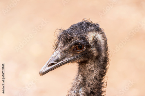 Ostrich head in nature close up. 