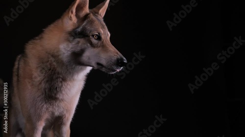 Ein Hybrid aus Schäferhund und Wolf, ein tschechoslowakischer Wolfshund, bellt und zeigt die Zähne. Studio mit schwarzem Hintergrund, 50 fpm, viele Einzelszenen