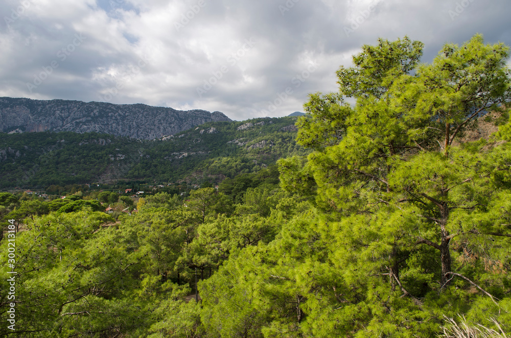 Fototapeta premium Mountain vegetation on the Mediterranean coast