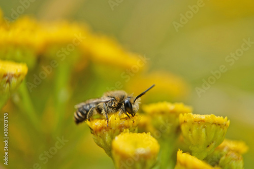 Insekt - Biene © Revilo Lessen