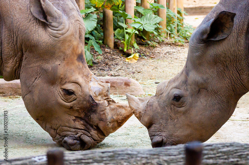 Photography Portrait of an endangered injured white rhino shot in Singapore Zoo in day time