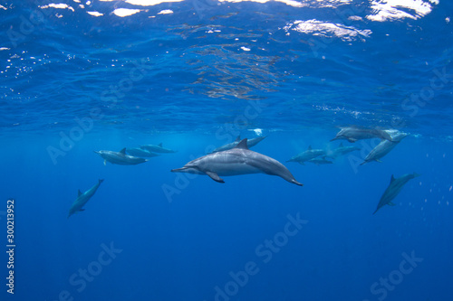 spinner dolphin, stenella longirostris, Mauritius island