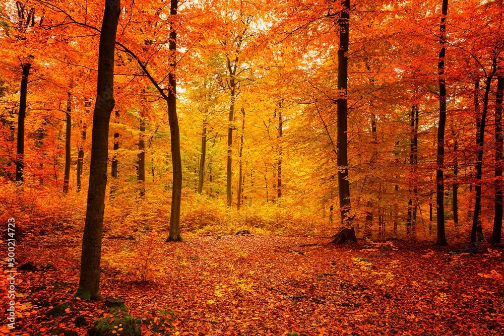 Fototapeta premium Kräftige Herbstfarben im alten Buchenwald mit hohen Bäumen