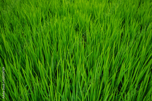 Field of green rice. Pujang county. China