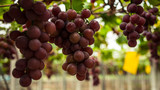 Grapes in China