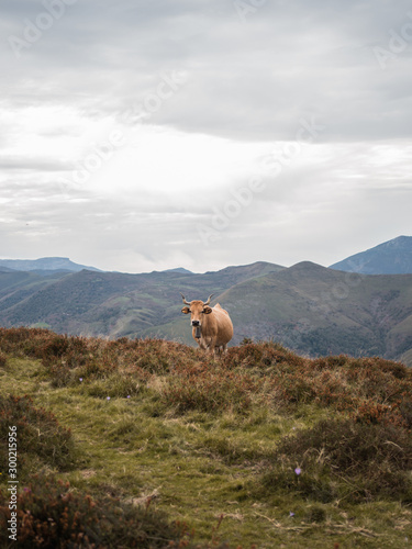 Retrato de vaca de carne en paisaje montañoso de Cantabria, España.