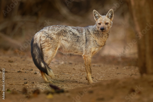 Tablou canvas Side-striped Jackal - Canis adustus species of jackal, native to eastern and sou