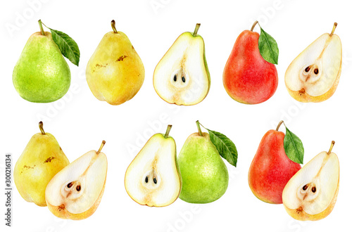 Pear fruit set watercolor isolated on white background
