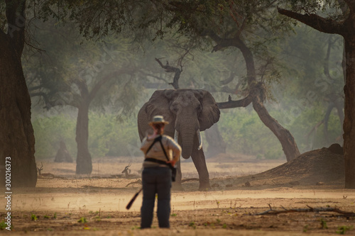 African Bush Elephant - Loxodonta africana in Mana Pools National Park in Zimbabwe, standing in the forest and looking at the wildlife photographer in safari
